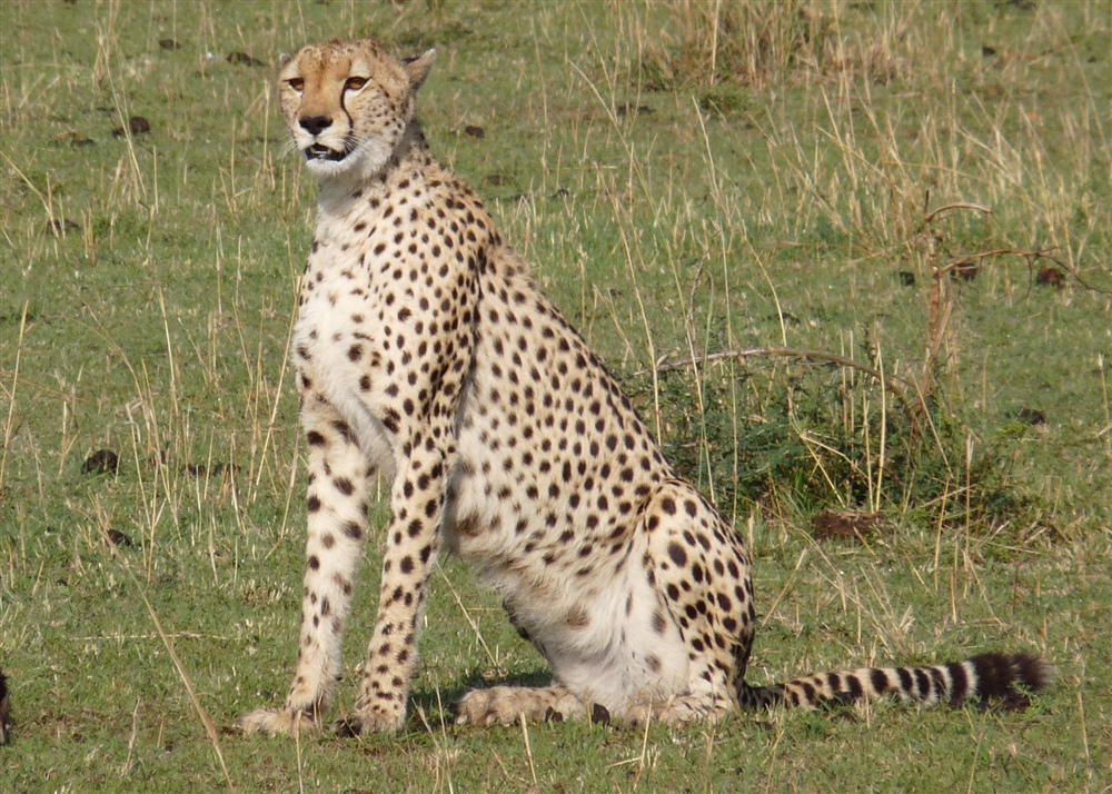 Cheetah