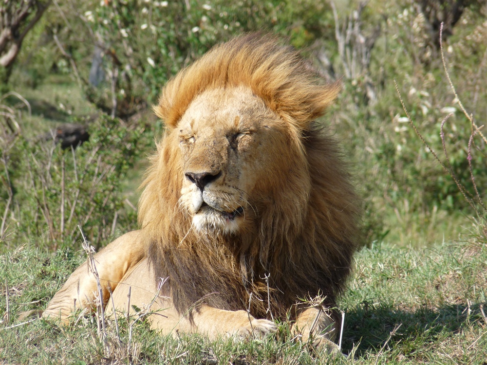 Lion