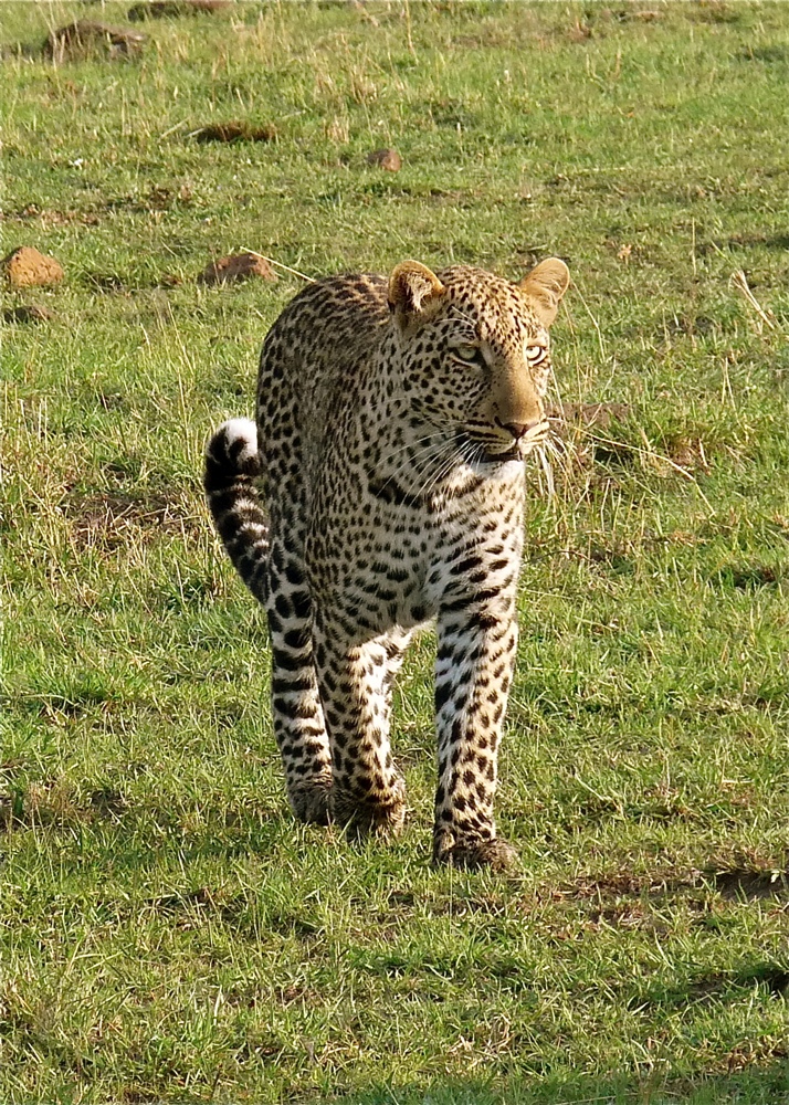 Leopard
