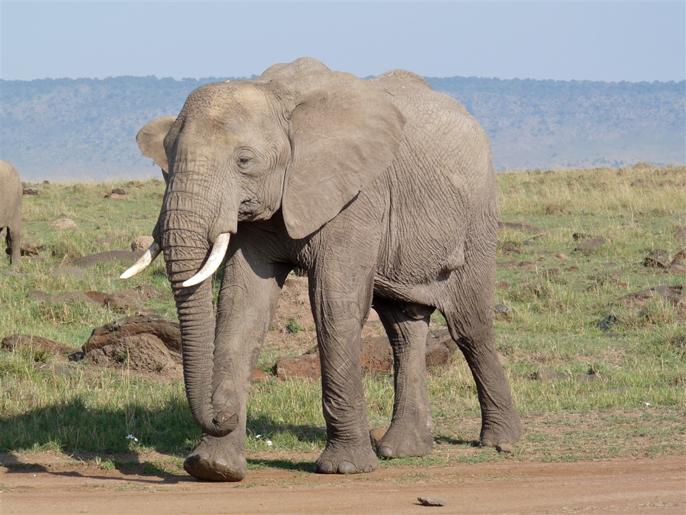 Elephant