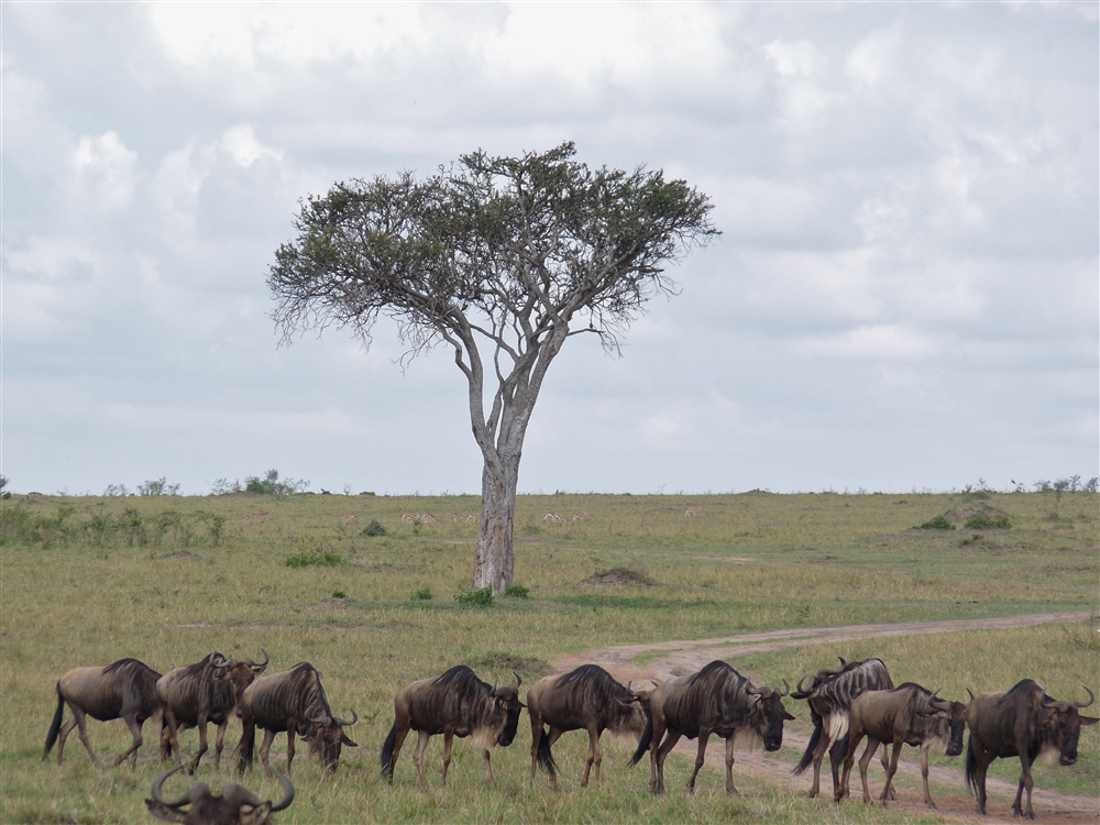 Wildebeest