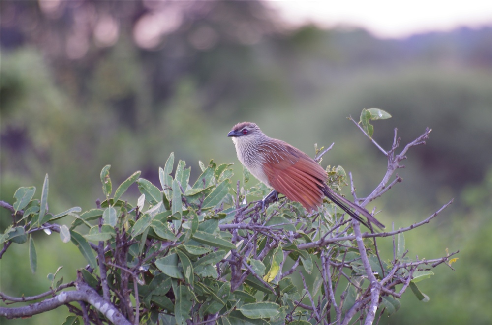 White-browed Coucal