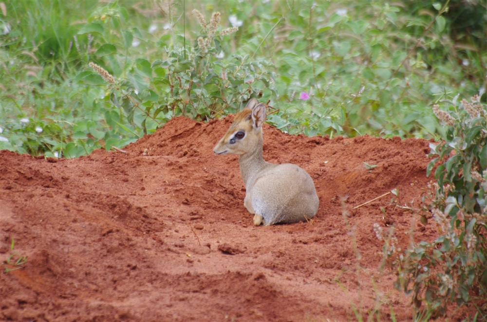 Kirk's Dik Dik