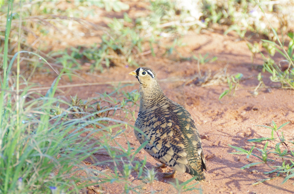 Black-faced Sandgrouse