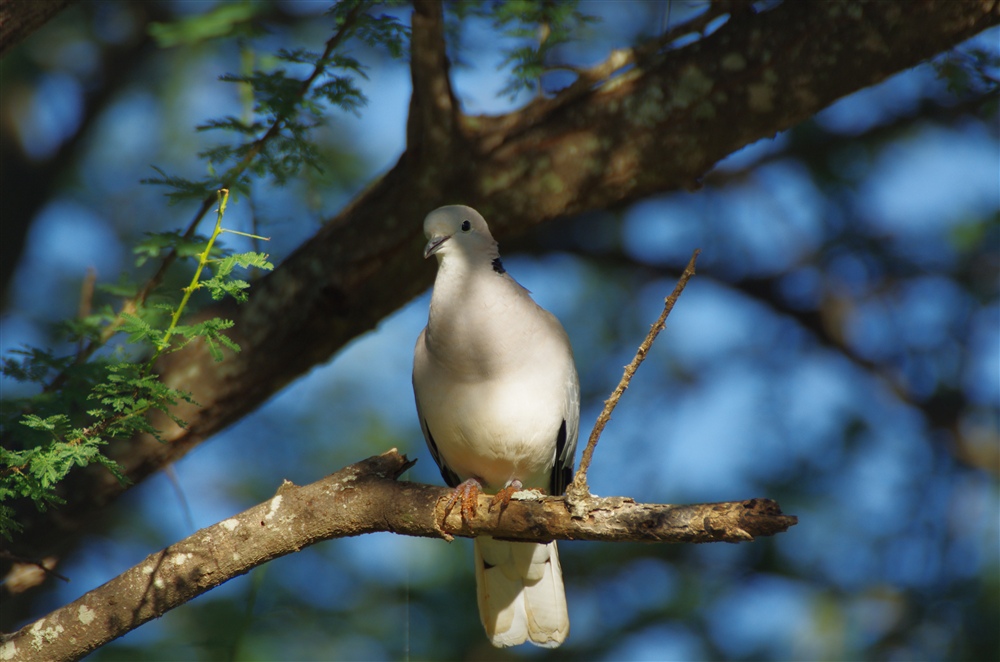 Ring-necked Dove