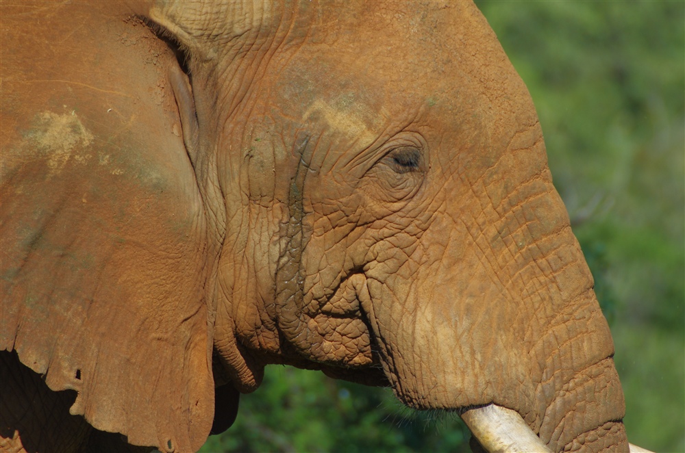 Elephant