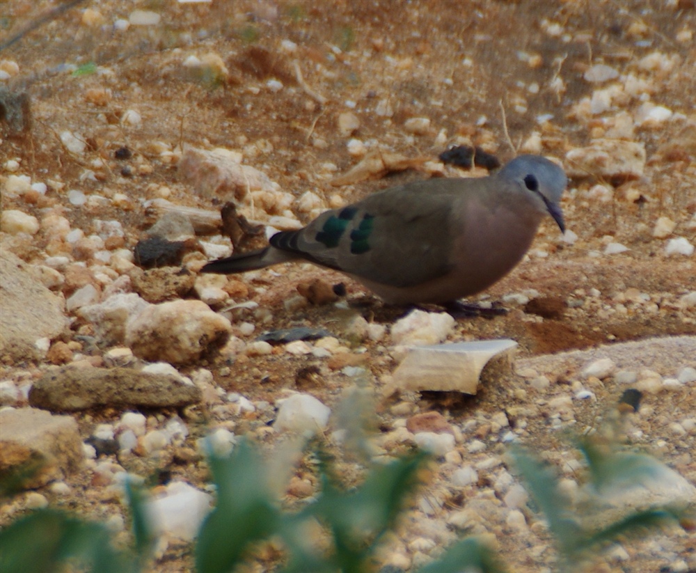 Emerald-spotted Wood-Dove