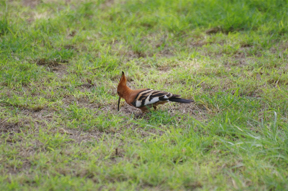 African Hoopoe