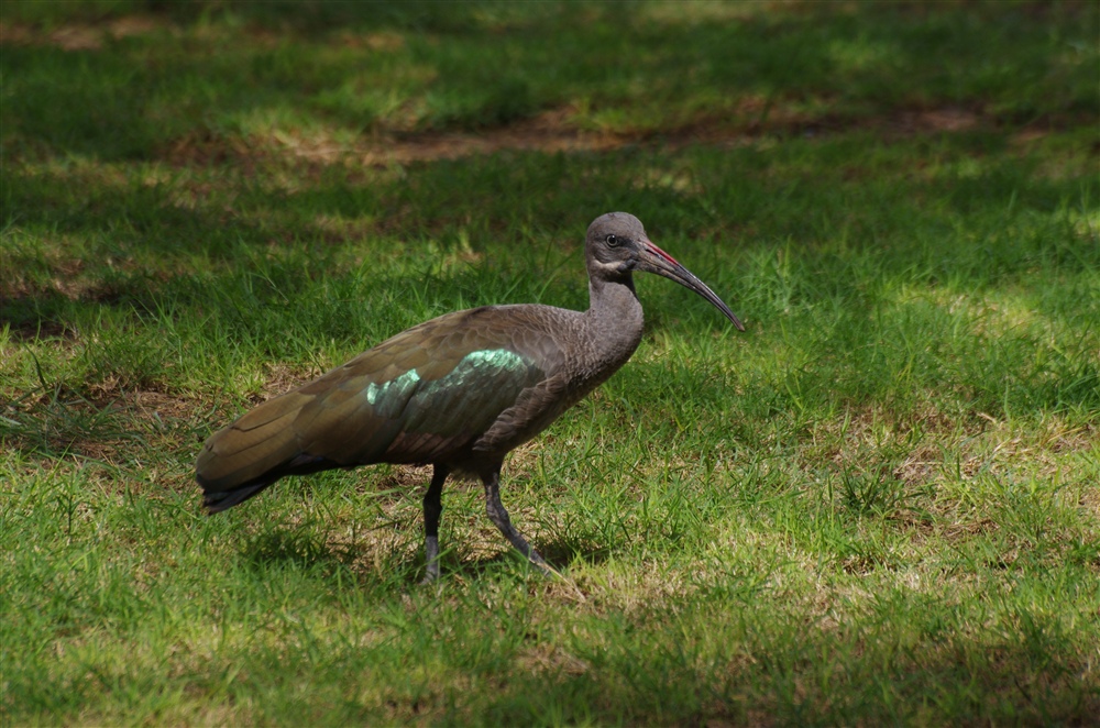 Hadada Ibis