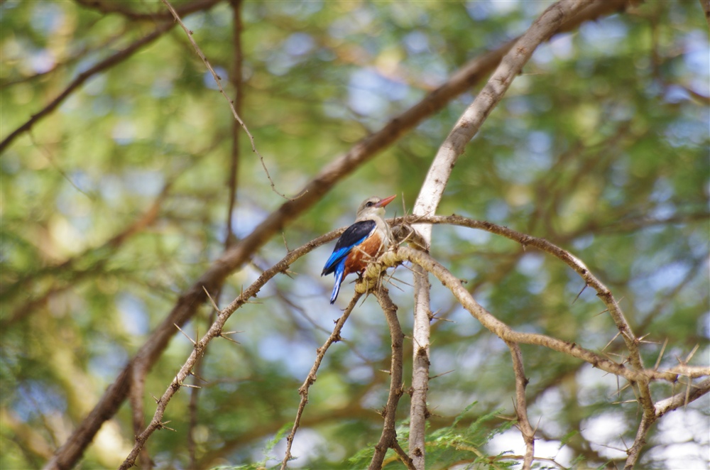 Grey-headed Kingfisher