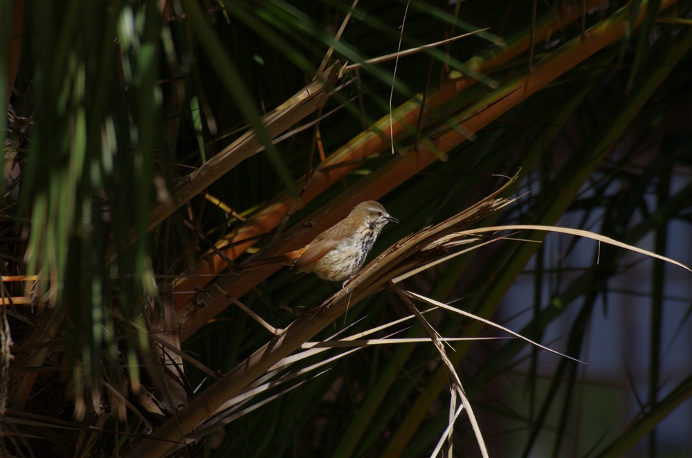 Spotted Morning-thrush