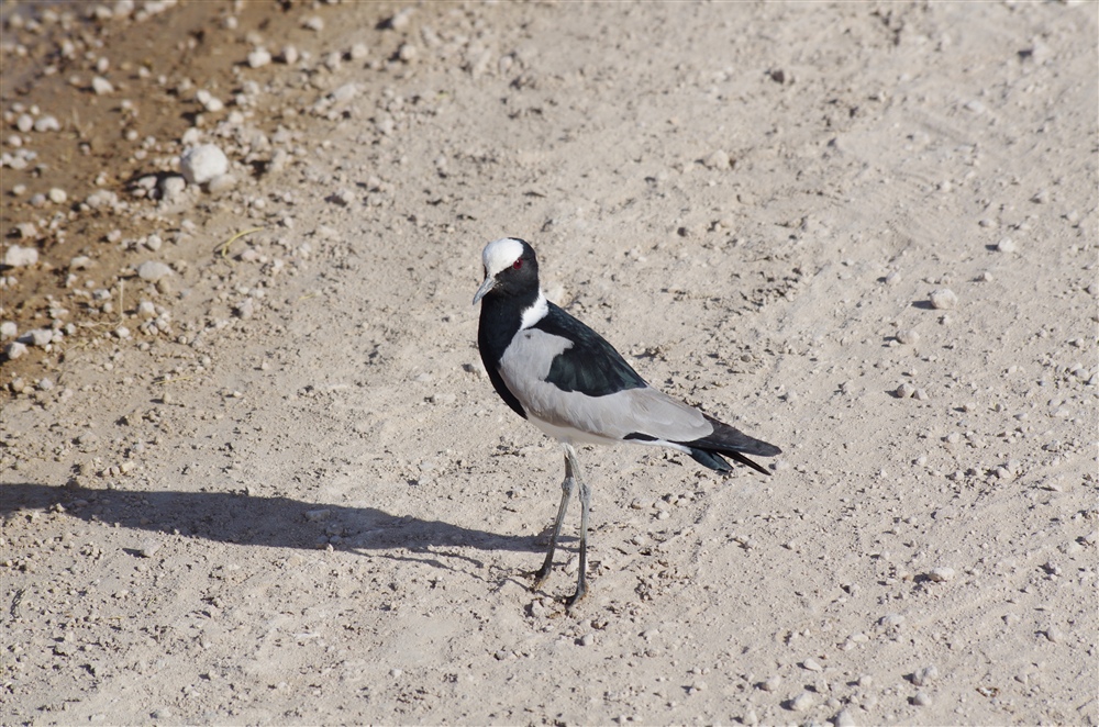 Blacksmith Lapwing