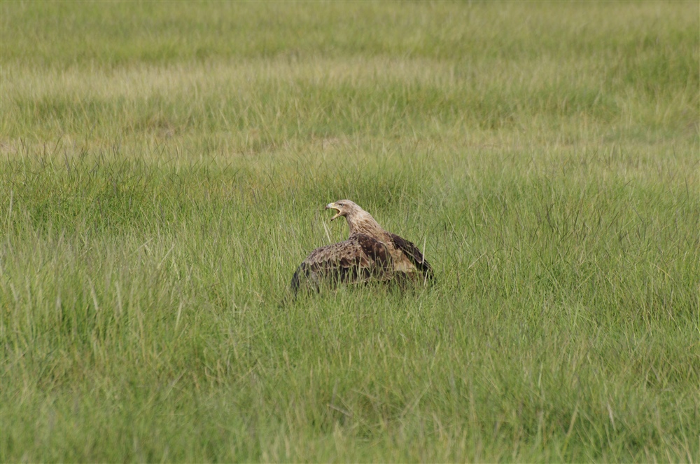 Tawny Eagle