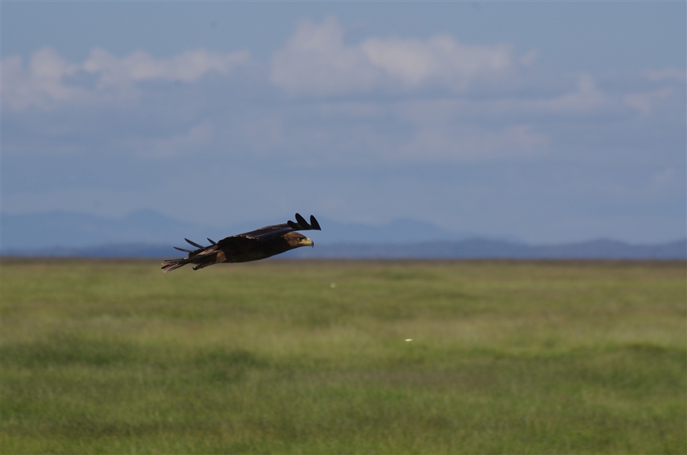 Tawny Eagle