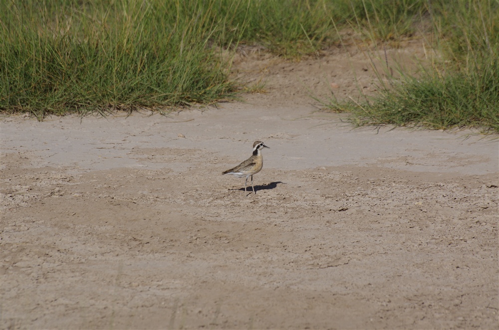 Kittlitz's Plover