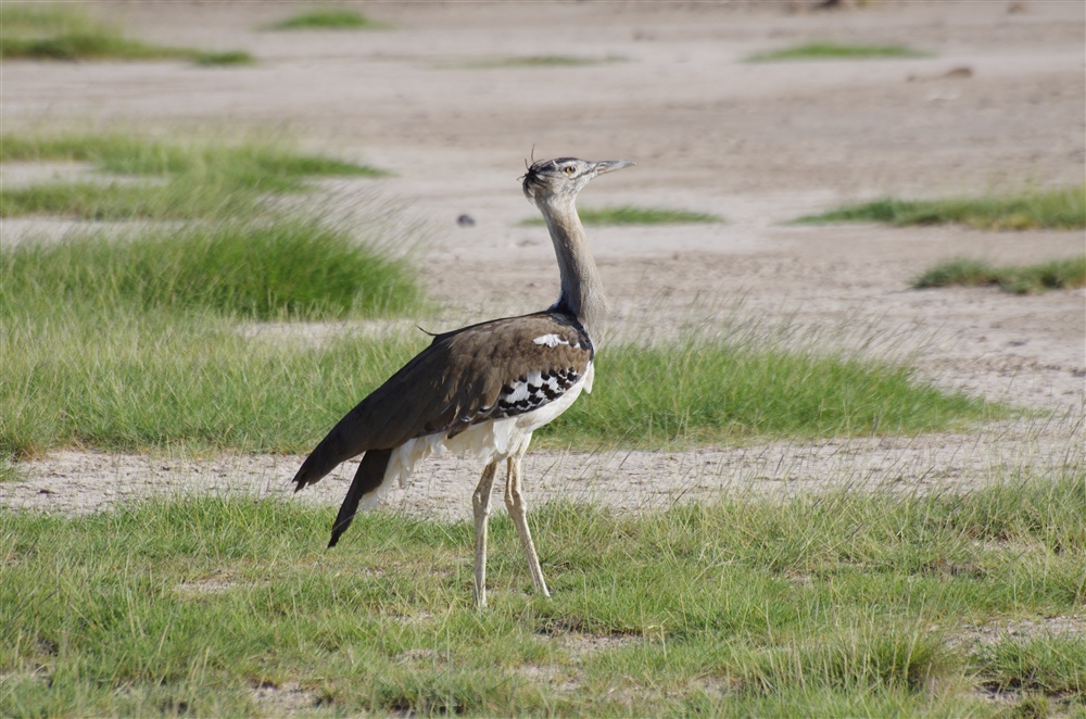 Kori Bustard