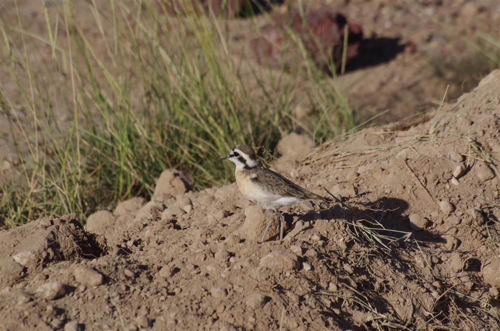 Kittlitz's Plover