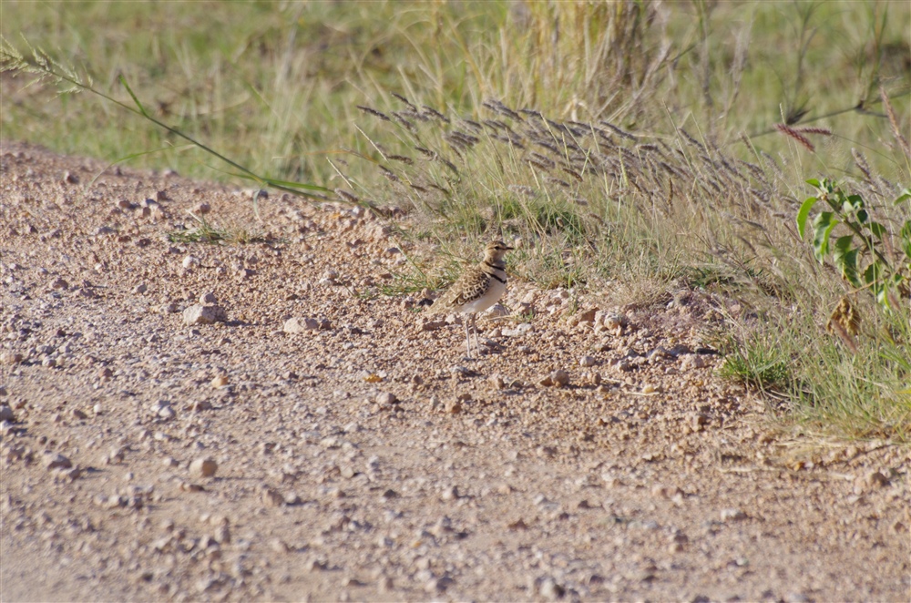 Two-banded Courser