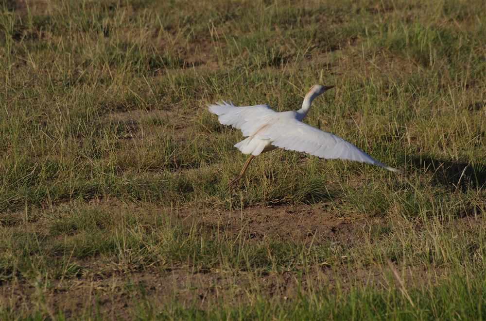 Cattle Egret