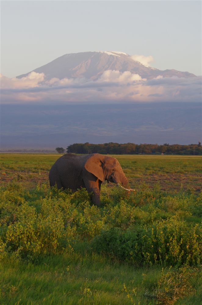 ElephantAnd Mt. Kilimanjaro