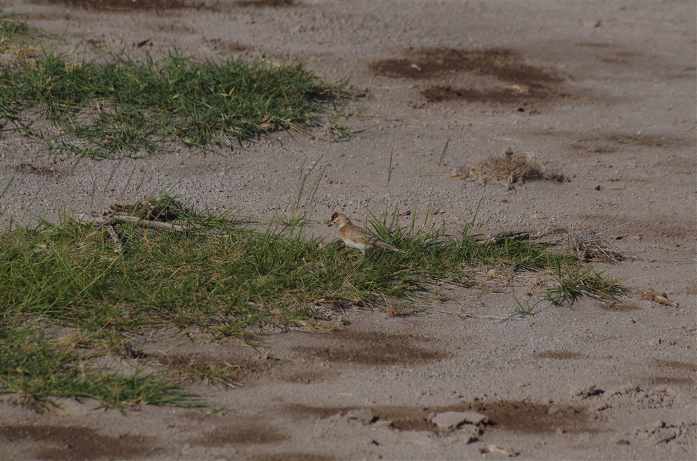 Red-capped Lark