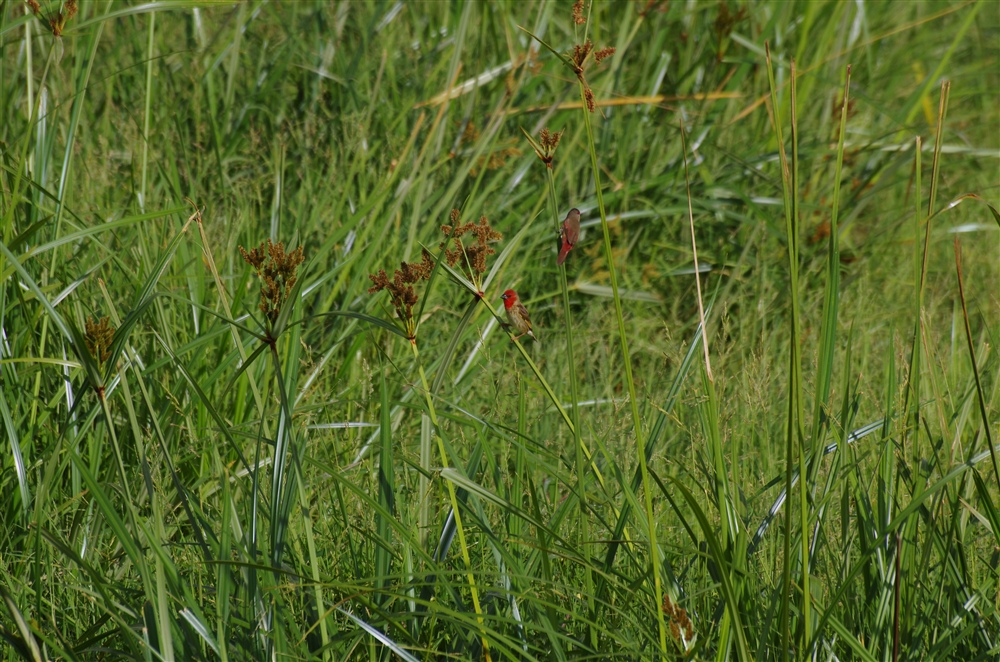 Crimson-rumped Waxbill