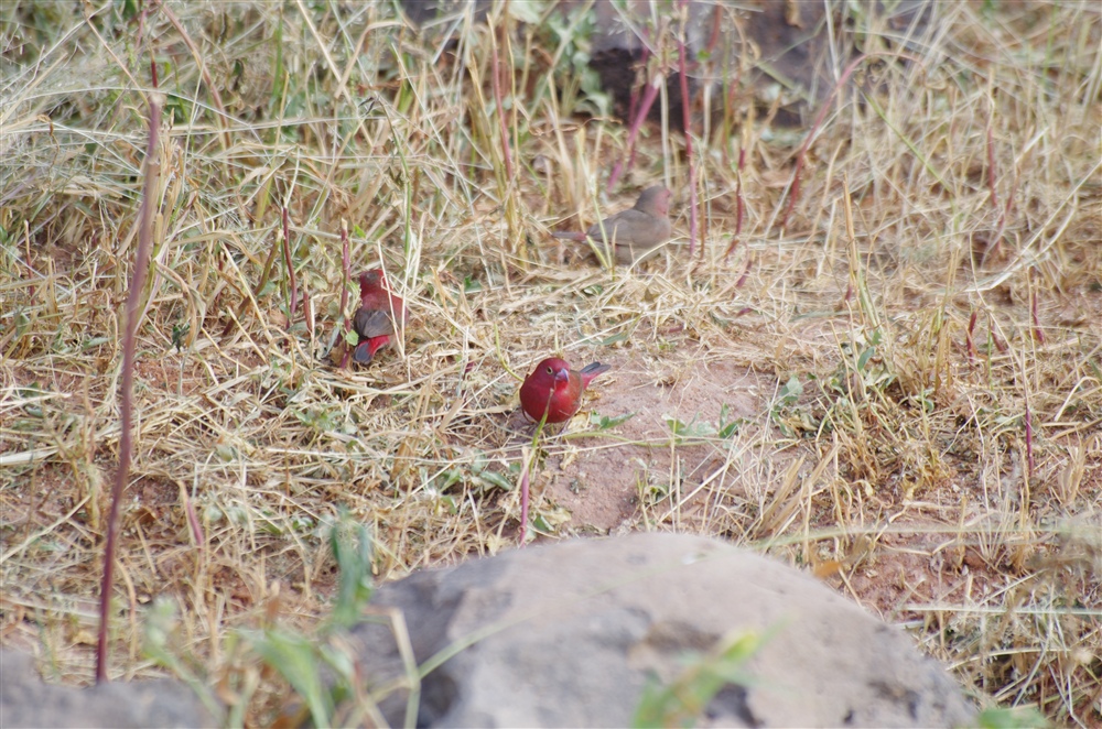 Red-billed Firefinch