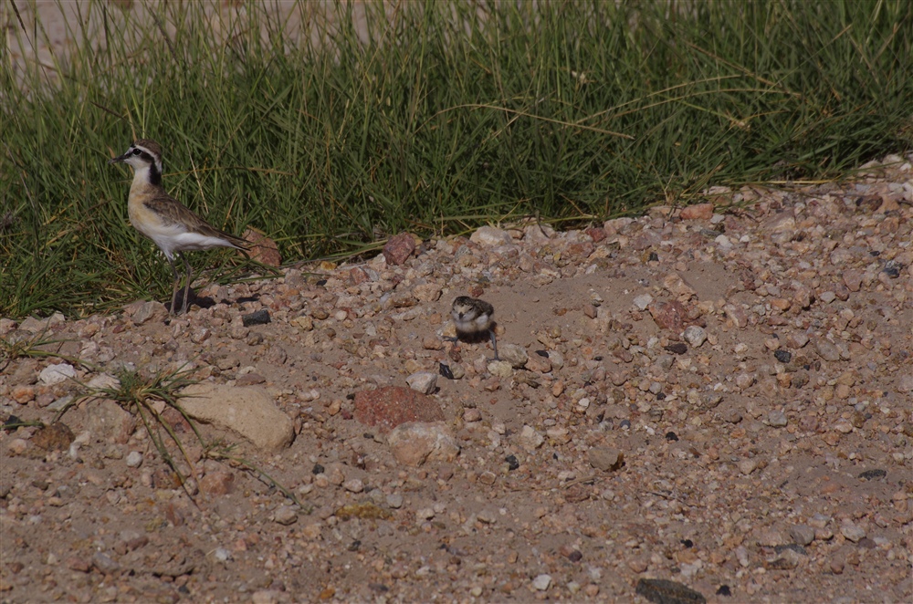 Kittlitz's Plover