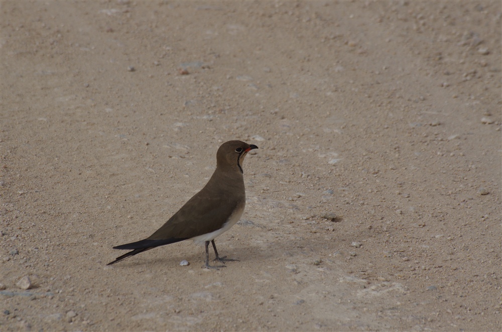 Collard Pratincole