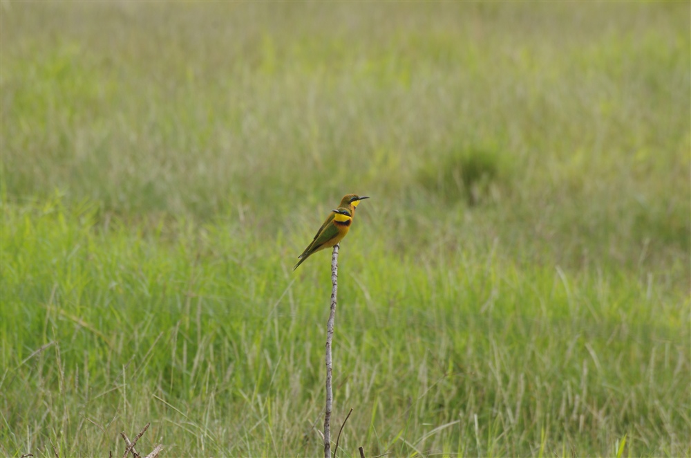 Little Bee-eater