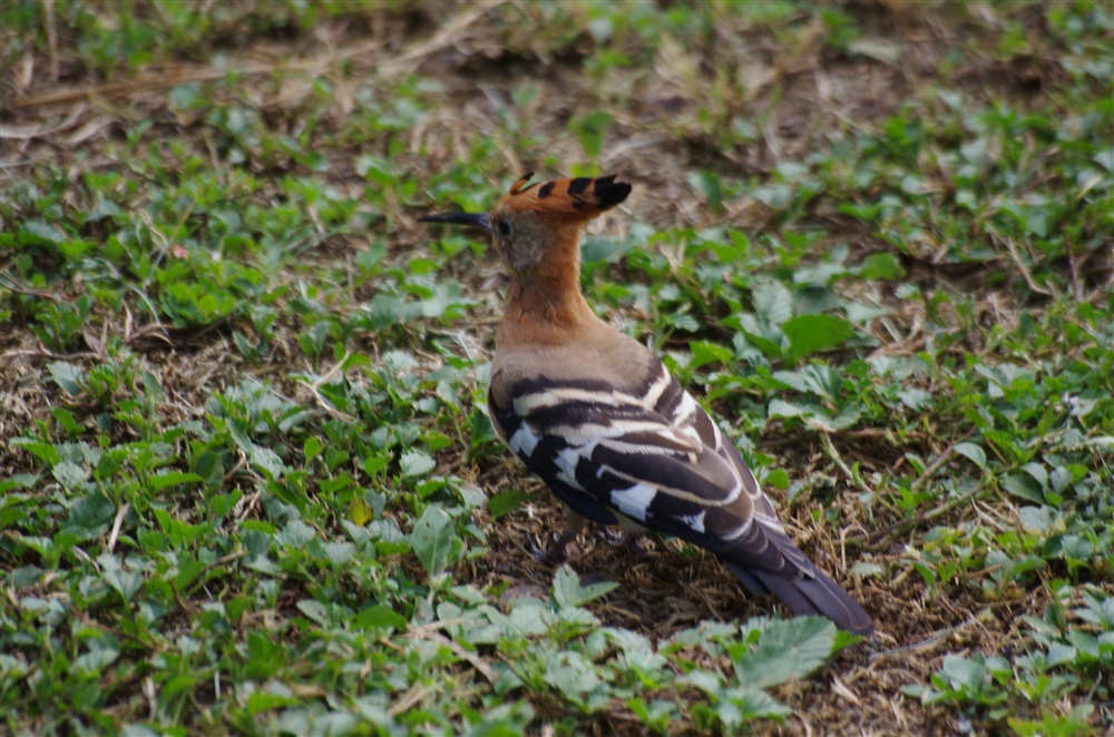 African Hoopoe