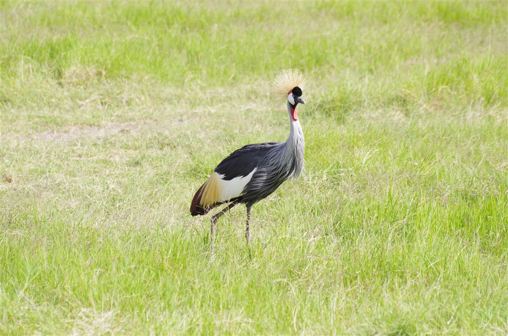 Crowned Crane