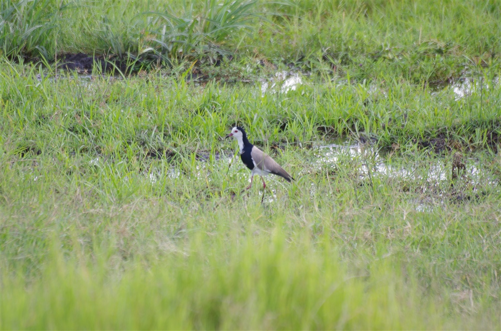 Long-toed Lapwing