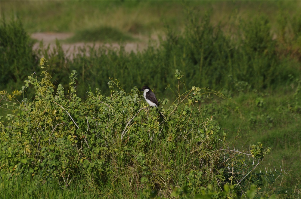 Long-tailed Fiscal