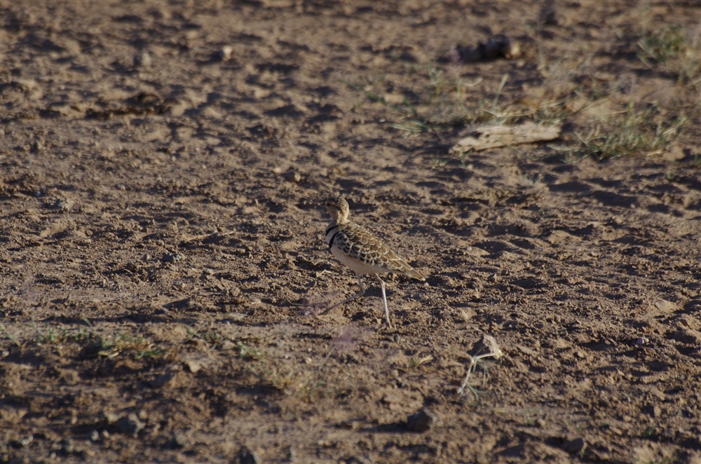 Two-banded Courser