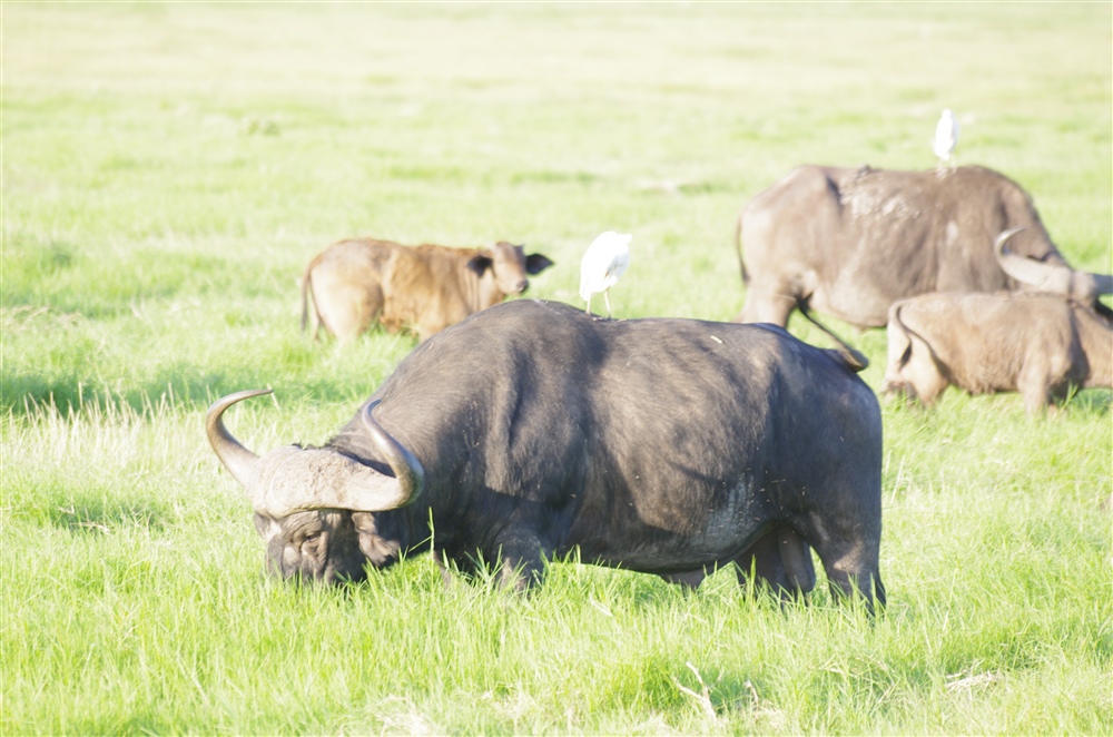 African Buffalo