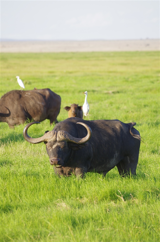 African Buffalo