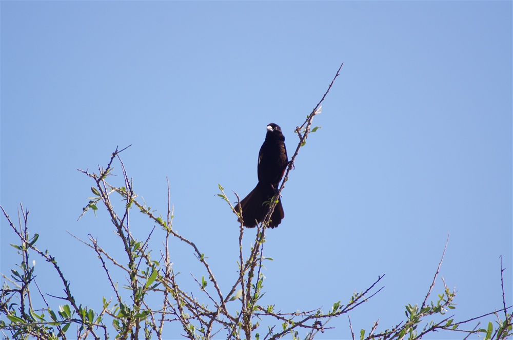 White-winged Widowbird