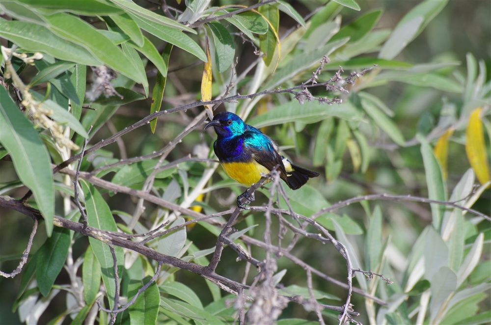 Variable Sunbird