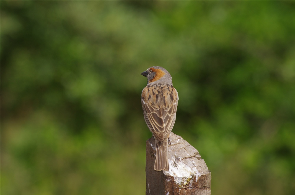 Rufus Sparrow