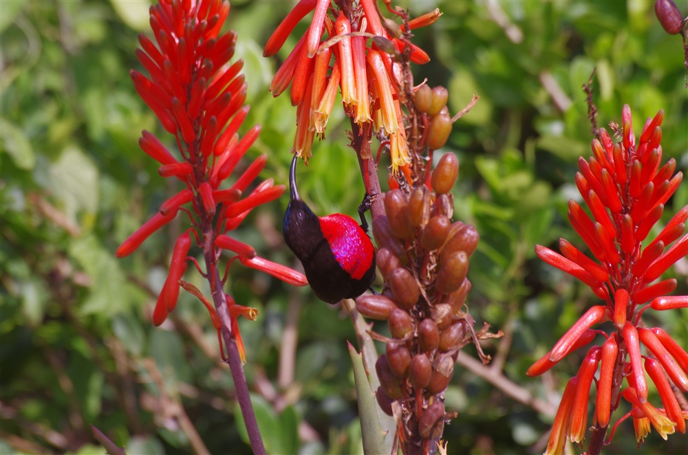 Scarlet-chested Sunbird