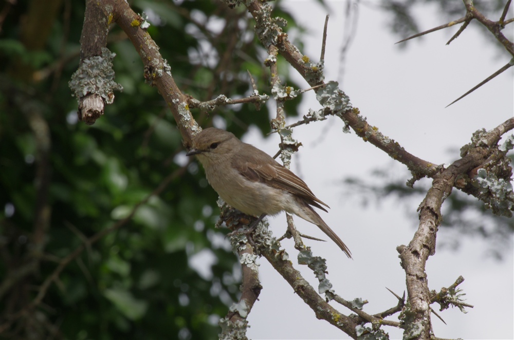 African Grey Flycatcher