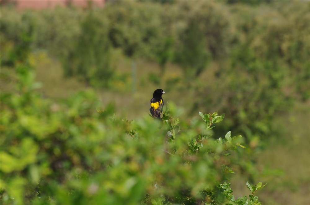 Yellow Bishop