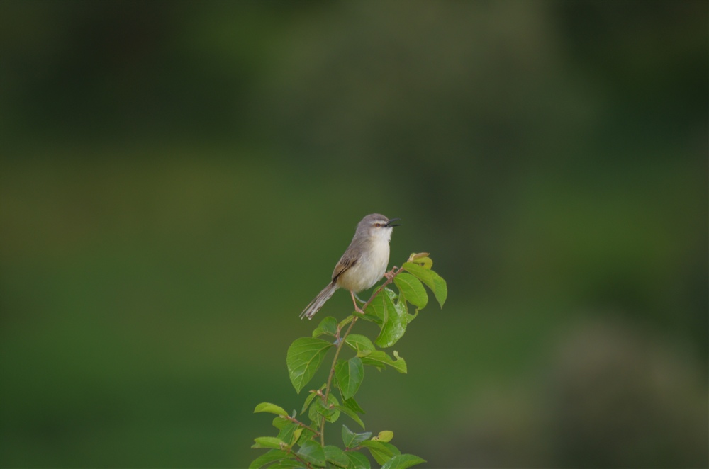 Tawney-flanked Prinia