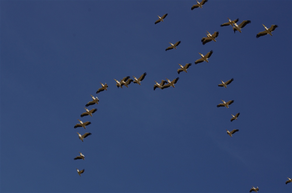 Great White Pelican