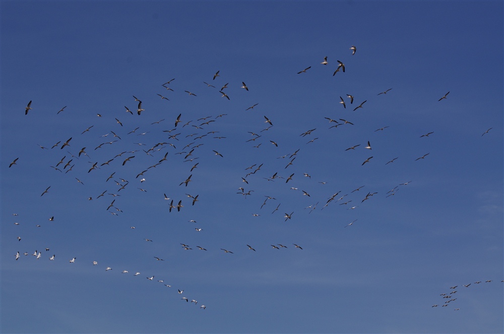 Great White Pelican