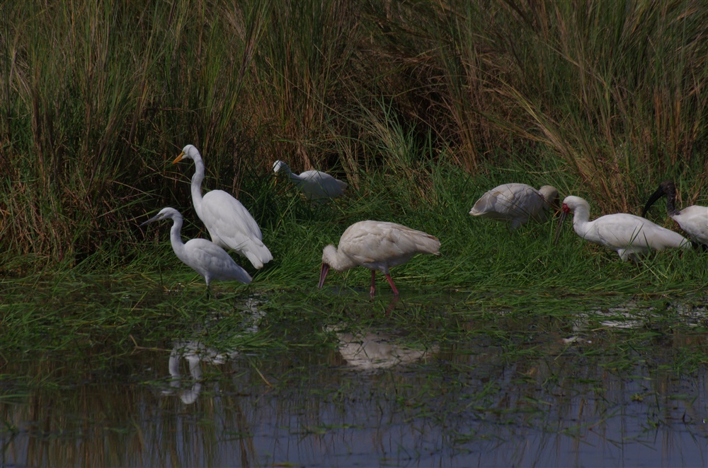 Little Egret