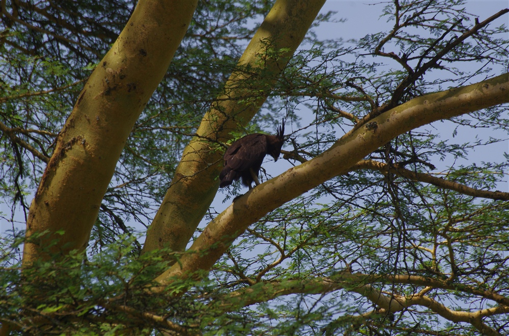 Long-crested Eagle