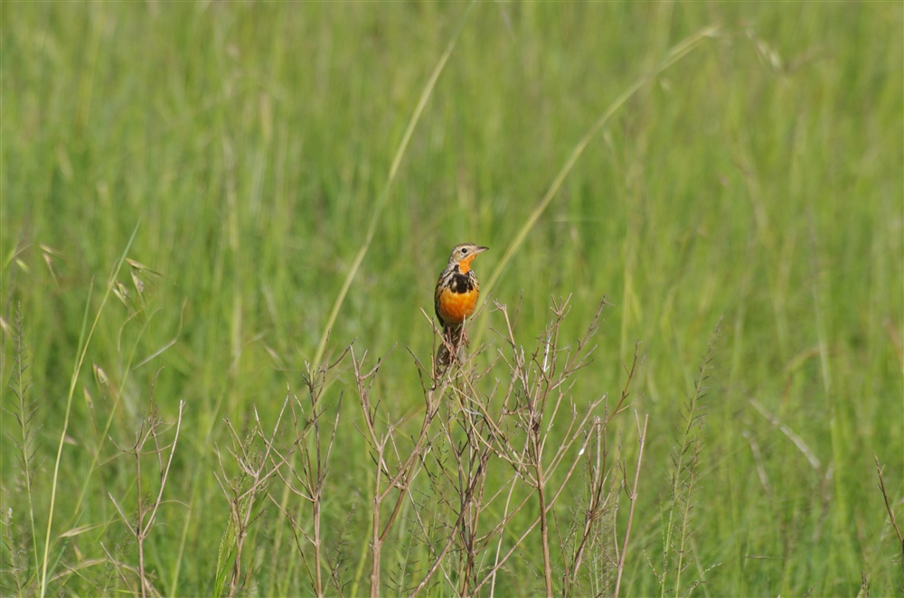 Rosy-breasted Longclaw