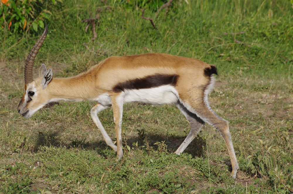 Thomson's Gazelle